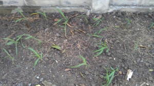 Corn seedlings