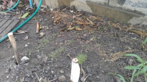 Carrot seedlings