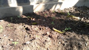 Sunflower seedlings