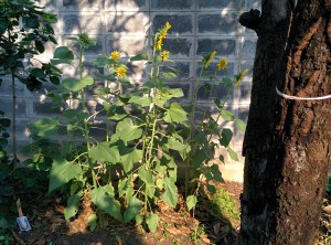 Sunflowers