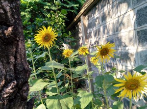 Sunflowers