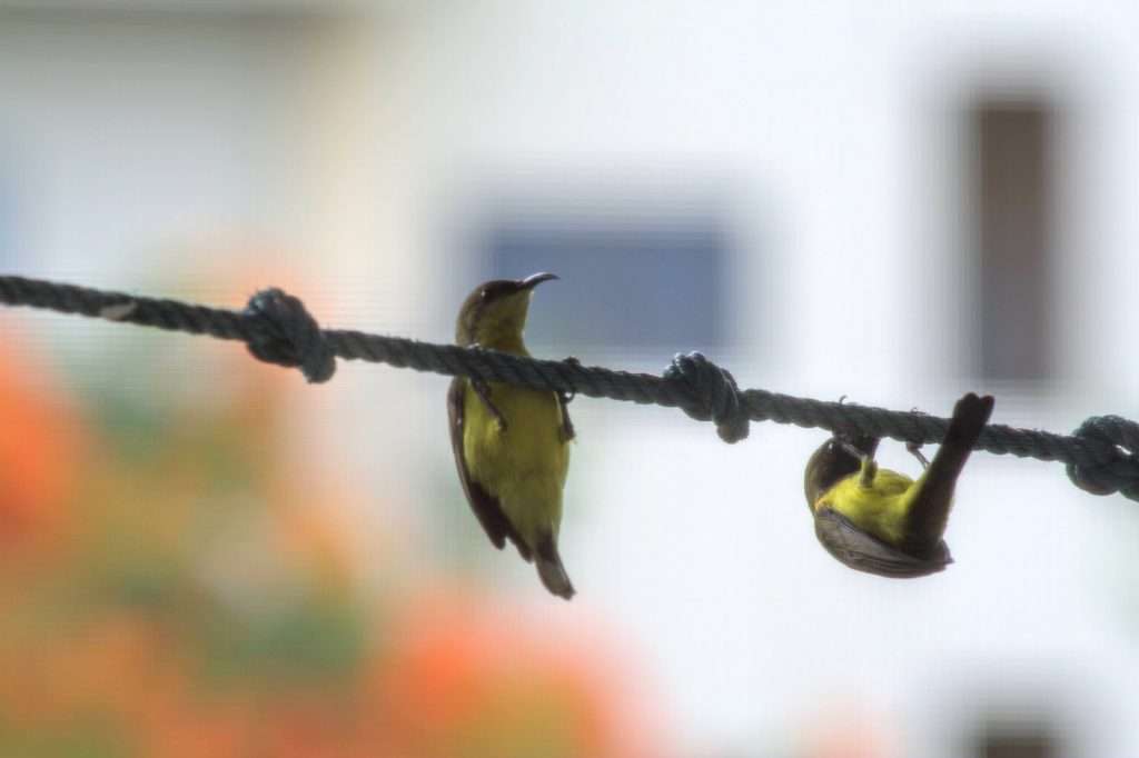 Olive Backed Sunbirds